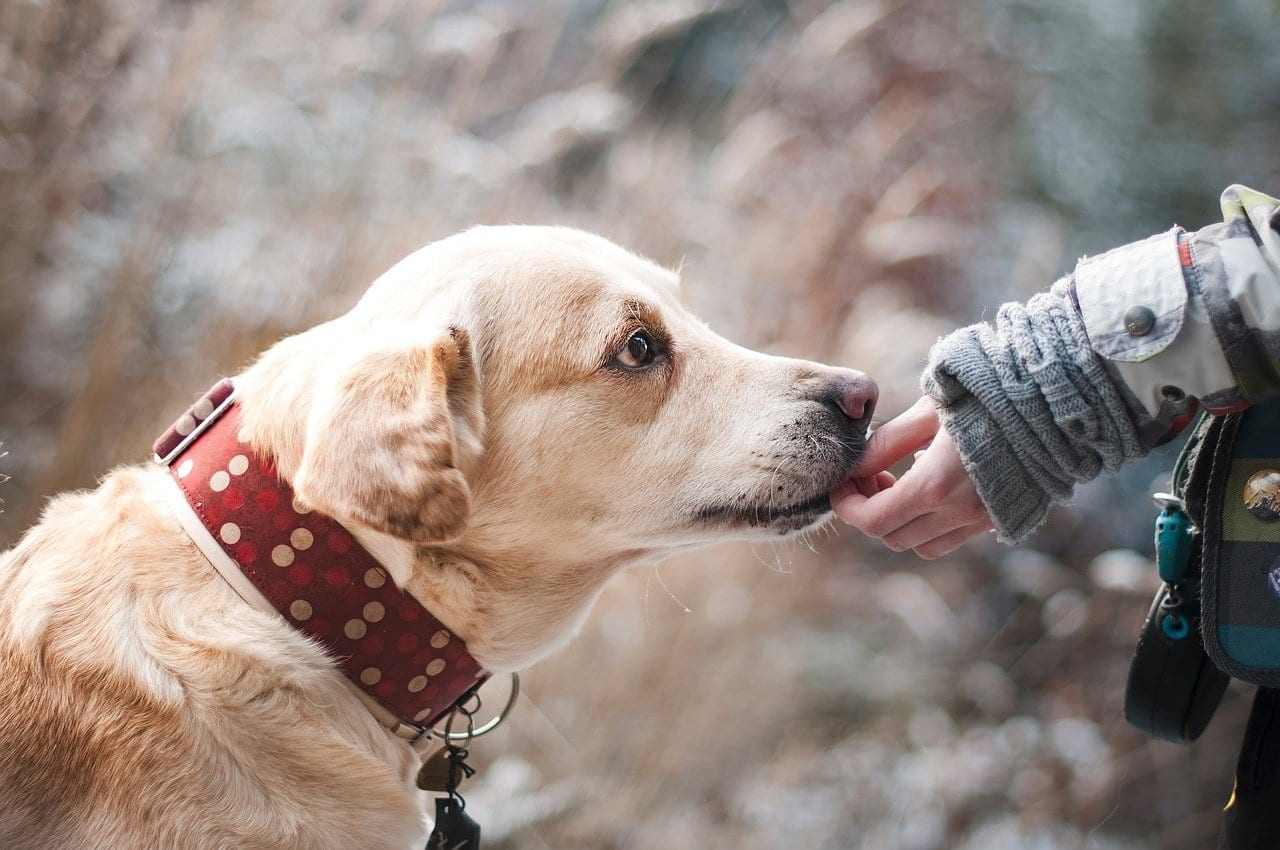 Regole cani zona rossa