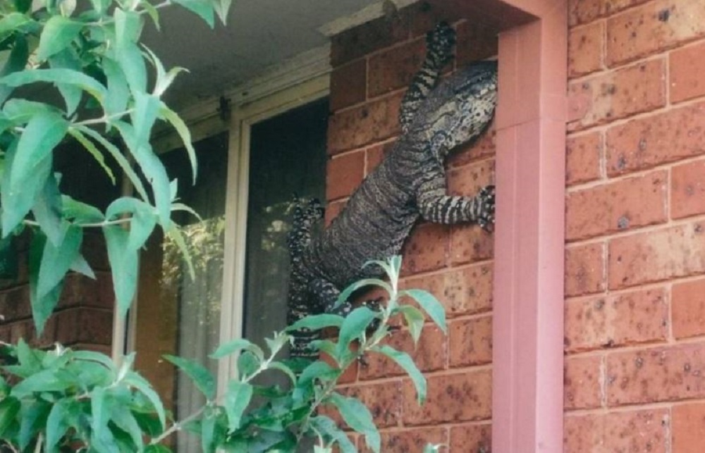 animale preistorico Goanna Australia