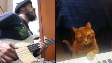 gatto suona pianoforte