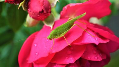 Giornata Mondiale della Biodiversità