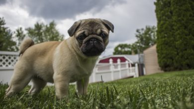 cane Carlino più piccolo del mondo