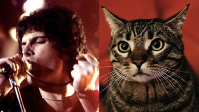 Gatti Freddie Mercury