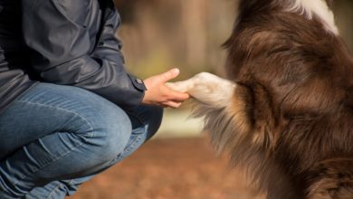 cani capiscono persone affidabili