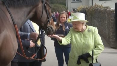Regina Elisabetta cavalli