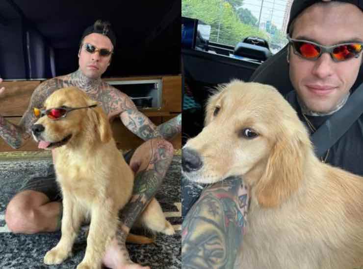 Fedez nuovo cane